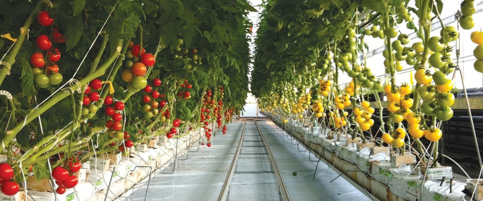 Collaborating with Local Businesses and Organizations for Urban Farming in London