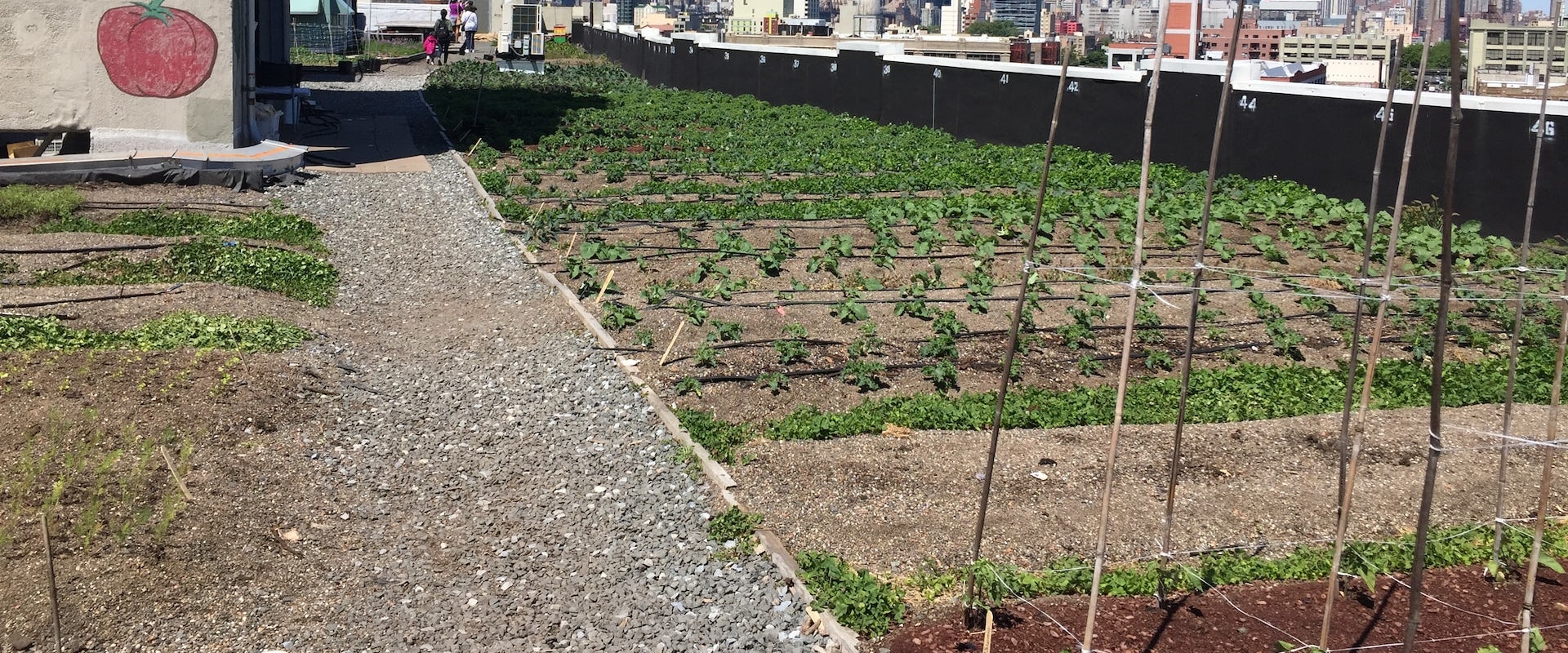 Urban Farming in London: Policies and Initiatives to Support a Sustainable Future