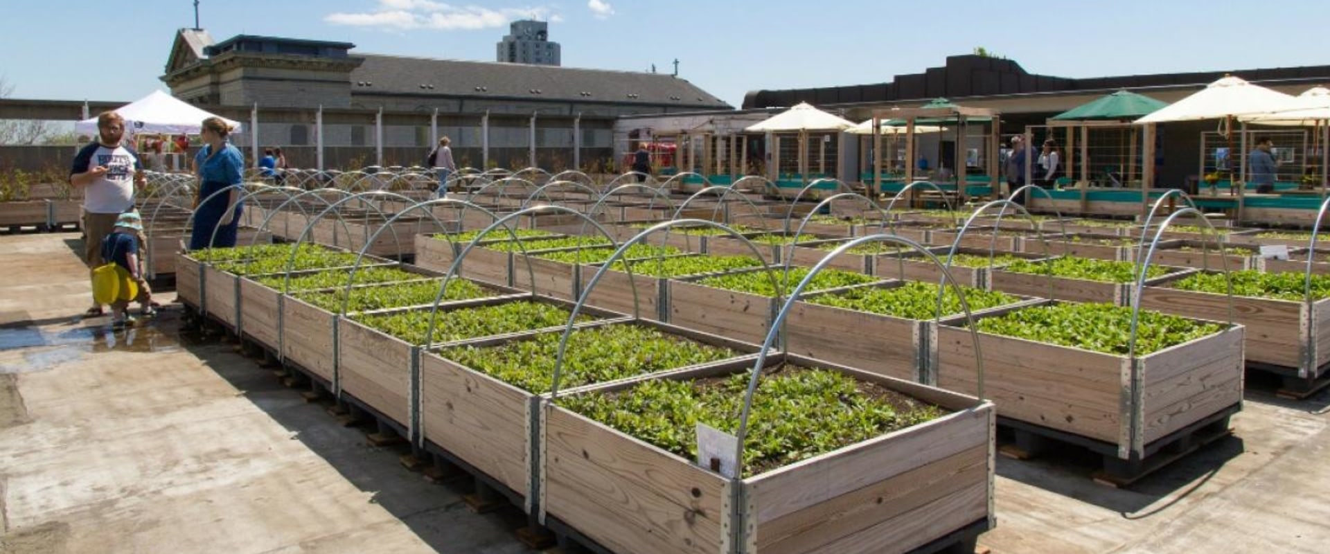 Urban Farming: A Sustainable Solution to Reduce Waste in London