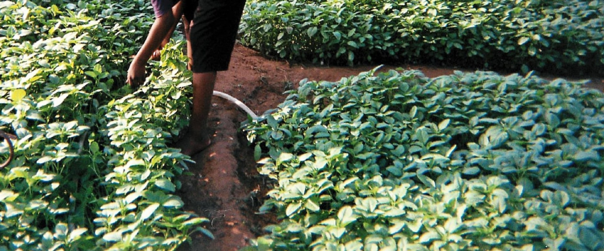 Increasing Public Awareness and Engagement with Organic Agricultural Practices in Urban Agriculture Projects in London