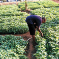 Marketing Urban Farms in London: How to Succeed
