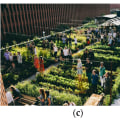 Urban Agriculture: Ensuring Existing Agricultural Land is Not Displaced