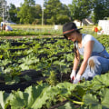 Funding Opportunities for Urban Farmers in London: A Comprehensive Guide